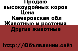 Продаю 6 высокоудойных коров, › Цена ­ 60 000 - Кемеровская обл. Животные и растения » Другие животные   